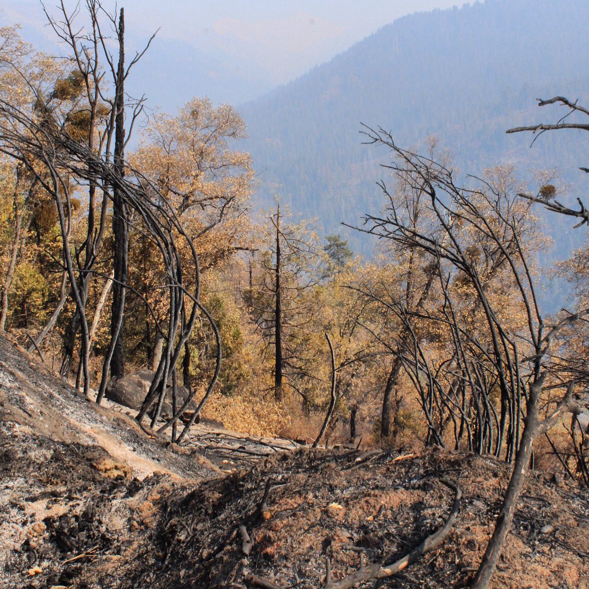 DanPattersonUSA's tweet photo. #knpcomplexfire spotty along Mineral King Rd, Oct 10. #knpcomplex #fire #CAfire https://t.co/5MFyFTQxMt