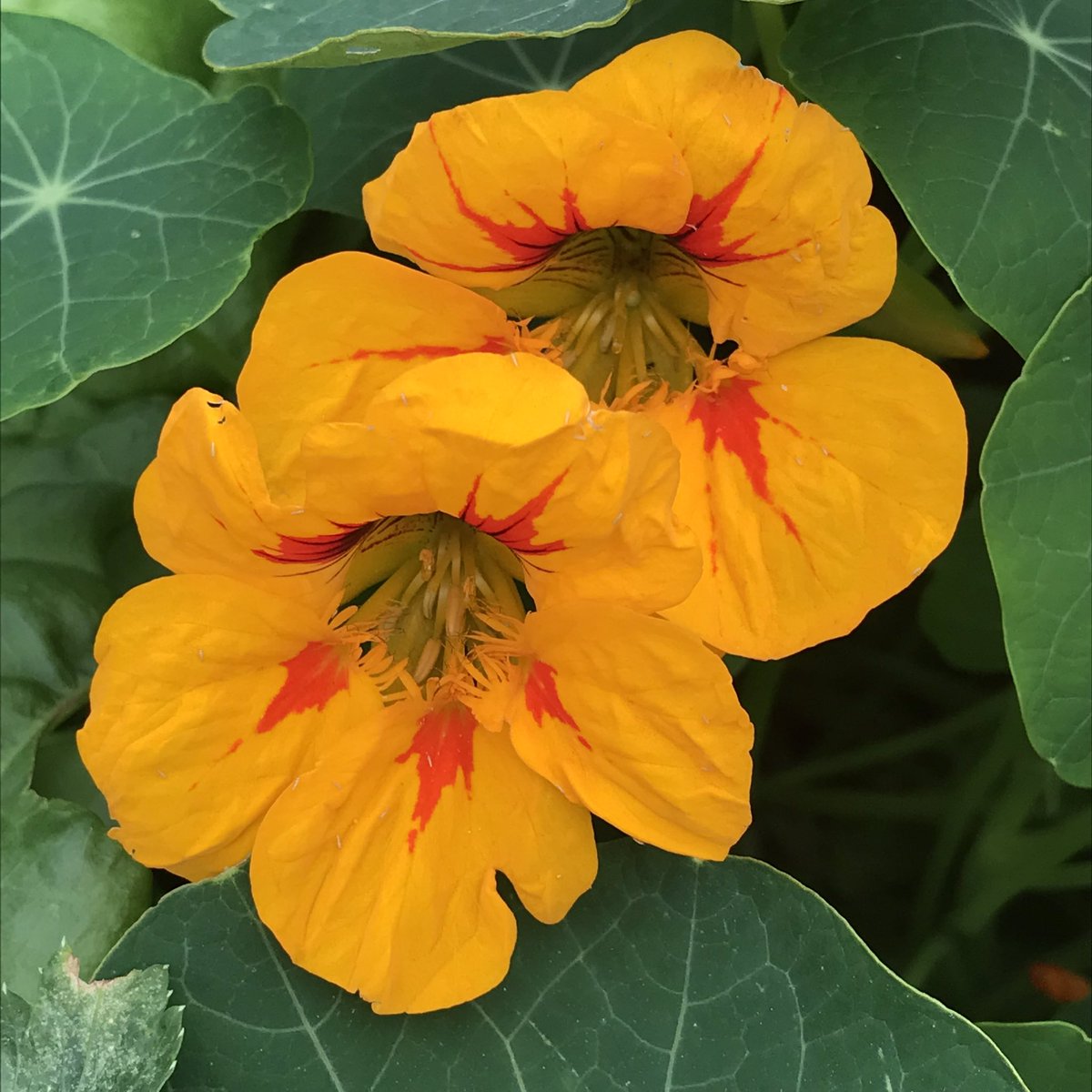 Incredible Edible Brighouse tweet media