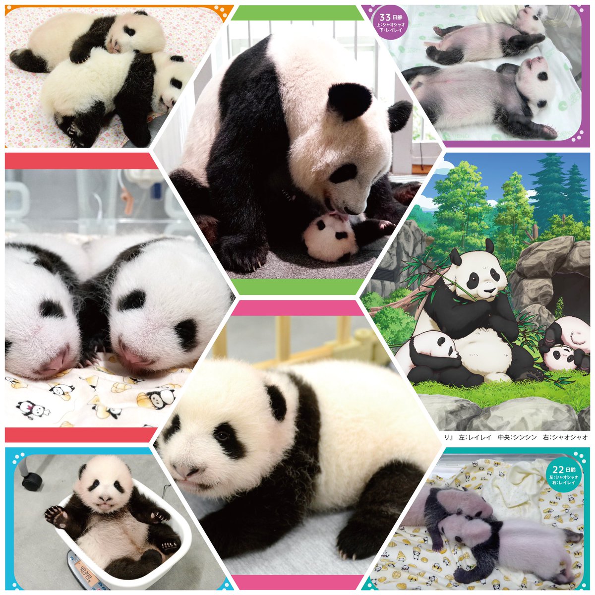 レイレイ ポストカード 上野松坂屋 毎日パンダ 上野動物園 シャオシャオ 上野松坂屋 パンダ ポストカード レイレイ シャオシャオ 毎日パンダ 4