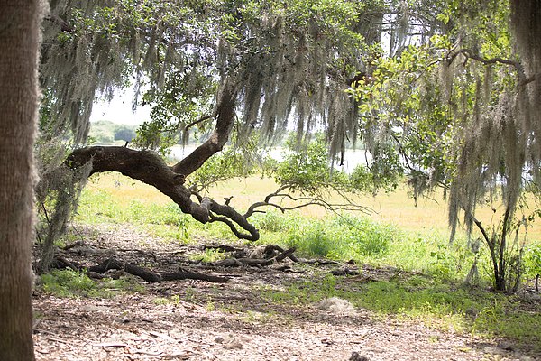 CinForna's tweet photo. New artwork for sale! - "Myakka" - https://t.co/tq5ubEOD2m @shoppixels https://t.co/L1Vu9yOlnb