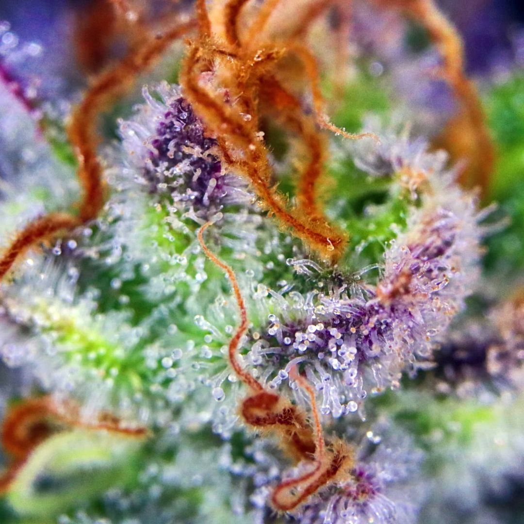 spliffseeds's tweet photo. Blue Berry 🍇 macro 🔬Horticultural Art Photography
📸:@occultgreen420
🌷:#blueberry
👨🌾:#spliffseeds
🌍:https://t.co/s4hfKXKKnv
👷🏻♀:https://t.co/iEyikQ4Crx

#macroweed #2ag.photography https://t.co/6NnemLGJs5