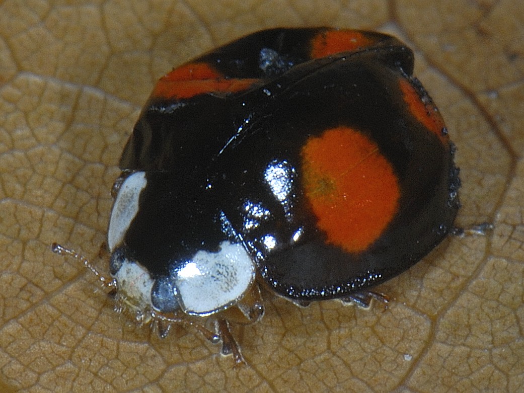 Any sightings of Harlequin ladybirds congregating for hibernation? If so please email irishladybirds@yahoo.com