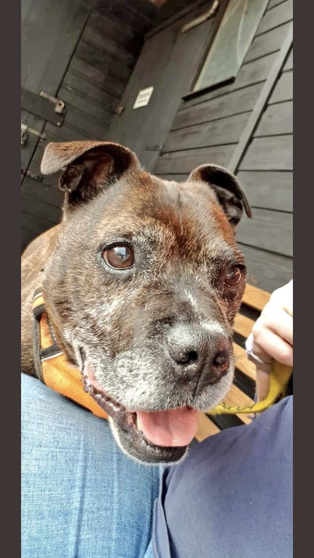 karen73984451's tweet photo. #rehomehour #beeyootiful brindle babe on the lookout for a super duper home π‘ plz RT #Daisy #TeamZay #itsallaboutthedogs @SeniorStaffy https://t.co/N6vXJ3vXIO