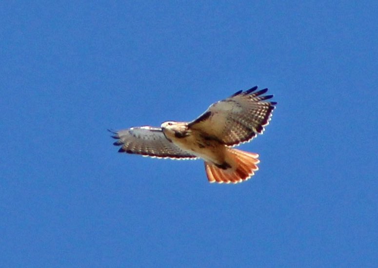 sophiasperd's tweet photo. I got to visit Hawk ridge in Duluth this weekend with the TWS Wild-Bird Project, and here are some of the amazing birds we saw up there! First up are the Buteos, the Red-tails and Rough-legged Hawks!
#hawkridge #birding #birdwatching https://t.co/ixkM2666Mi