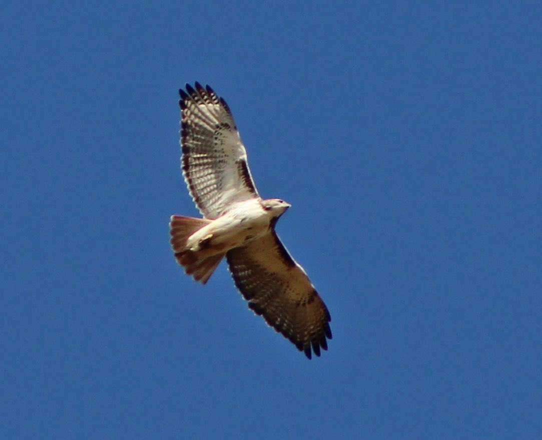 sophiasperd's tweet photo. I got to visit Hawk ridge in Duluth this weekend with the TWS Wild-Bird Project, and here are some of the amazing birds we saw up there! First up are the Buteos, the Red-tails and Rough-legged Hawks!
#hawkridge #birding #birdwatching https://t.co/ixkM2666Mi