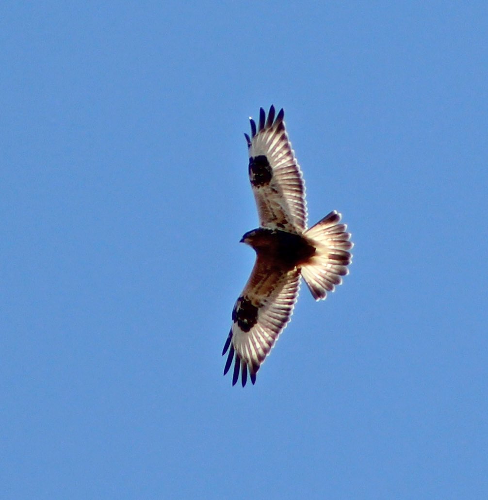 sophiasperd's tweet photo. I got to visit Hawk ridge in Duluth this weekend with the TWS Wild-Bird Project, and here are some of the amazing birds we saw up there! First up are the Buteos, the Red-tails and Rough-legged Hawks!
#hawkridge #birding #birdwatching https://t.co/ixkM2666Mi