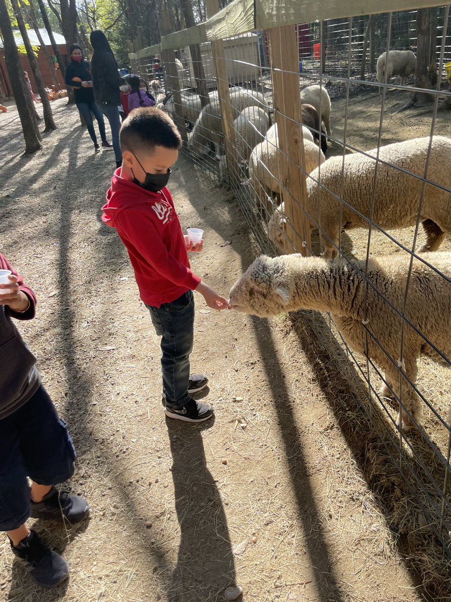 Mrs_Chavoya's tweet photo. Pre-K Cubs having fun at the pumpkin patch!@CentralCFB https://t.co/E4ECZ9t4jn