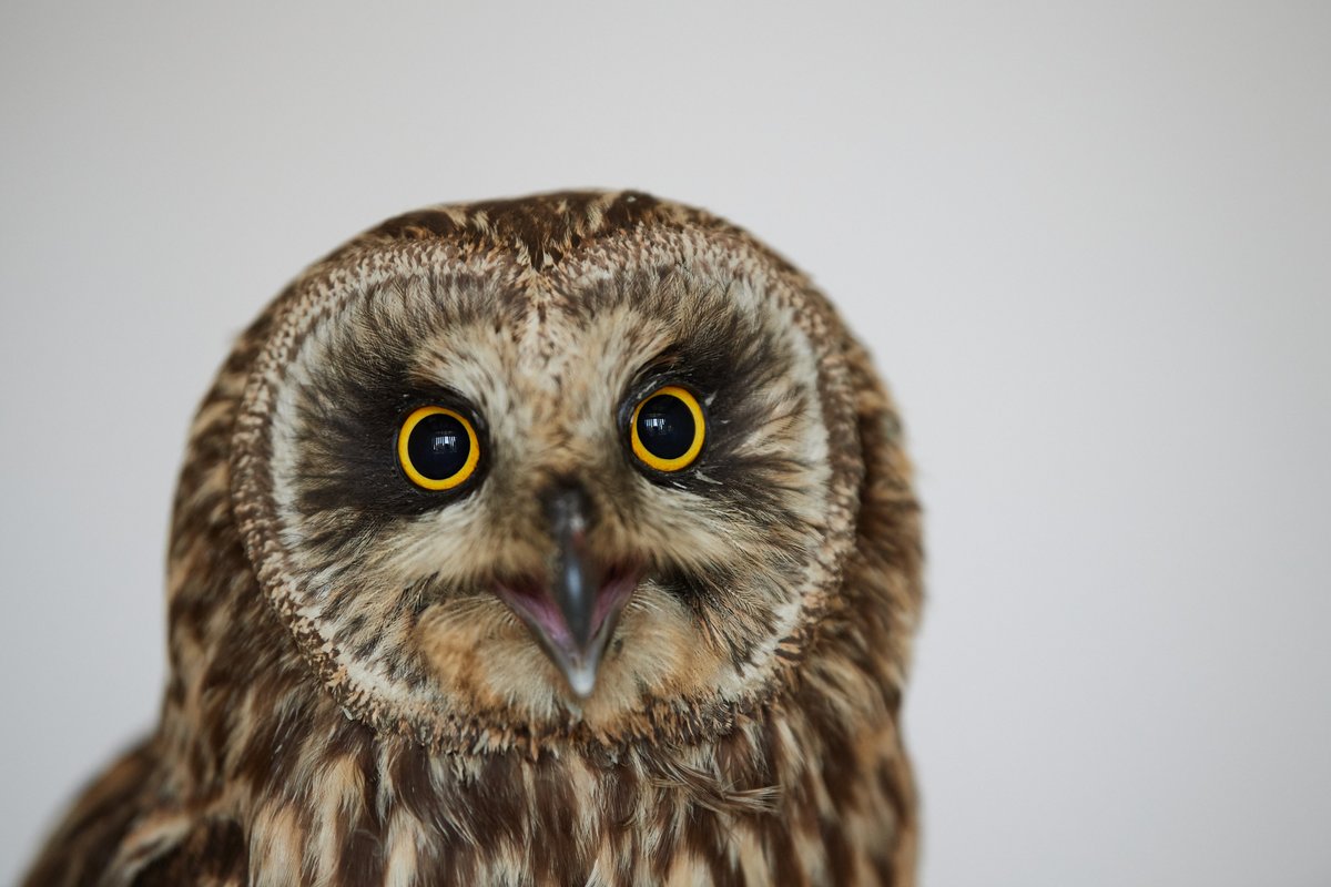Wildlife Center of Silicon Valley tweet media
