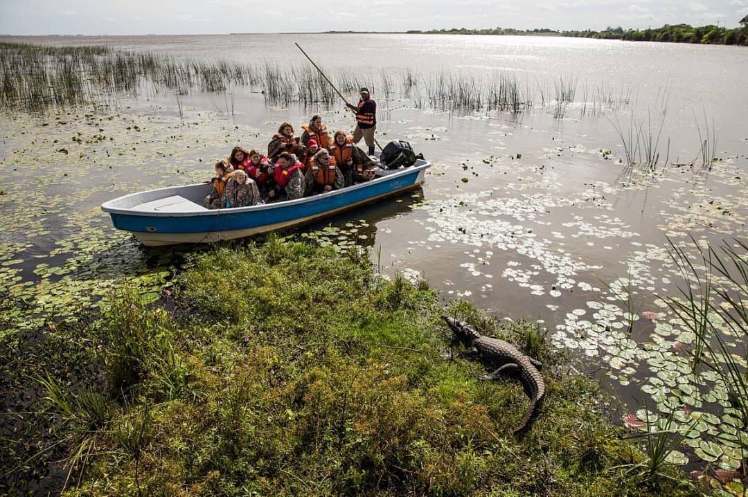 turisargentina's tweet photo. Vida Silvestre, conservación de flora y fauna, turismo aventura, fotografía de naturaleza y mucho más, en el Parque Nacional Esteros del Iberá, en Corrientes. Un canto a la vida. 🙌🐊🍃🇦🇷 https://t.co/kDFNvPxxF8