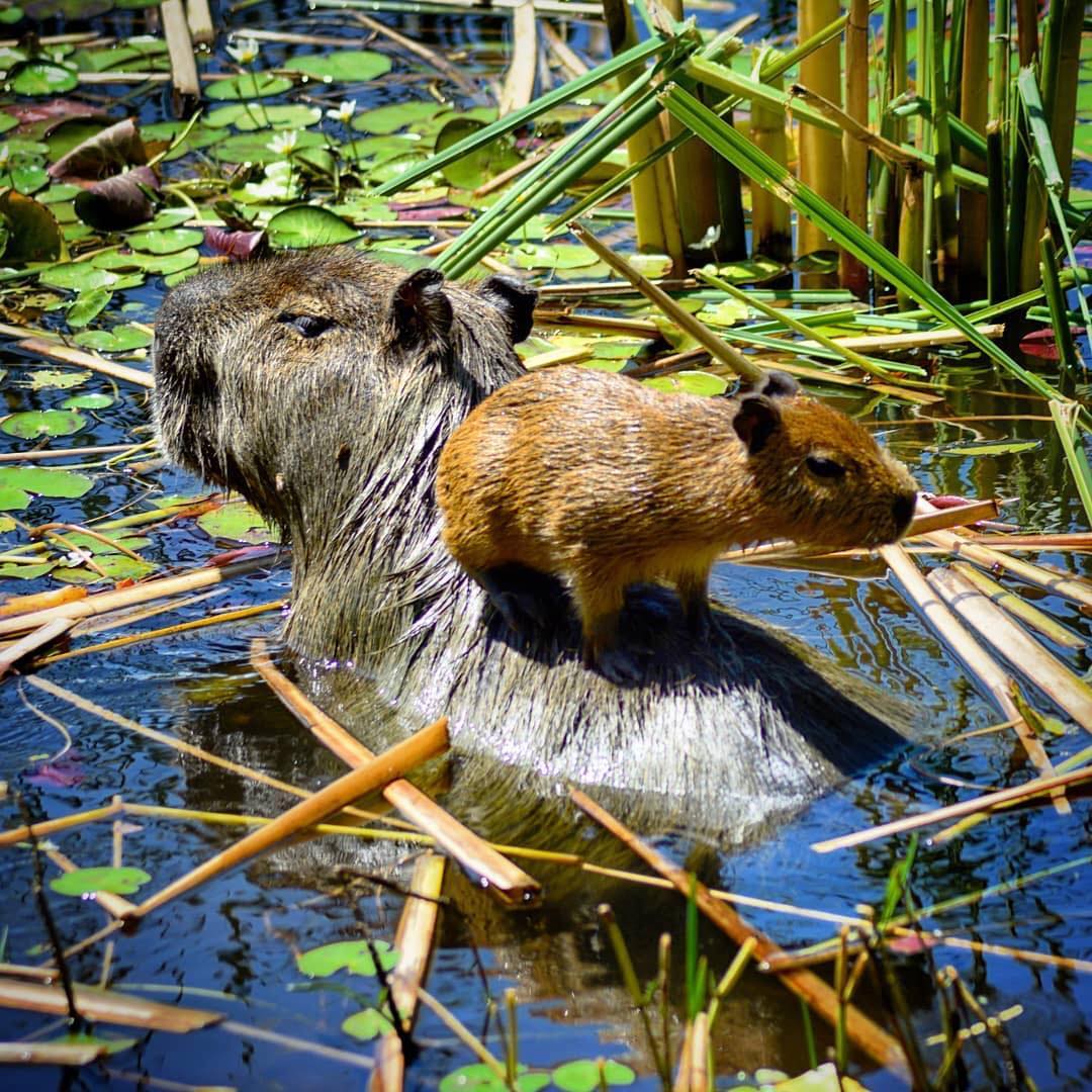 Vida Silvestre, conservación de flora y fauna, turismo aventura, fotografía de naturaleza y mucho más, en el Parque Nacional Esteros del Iberá, en Corrientes. Un canto a la vida. 🙌🐊🍃🇦🇷