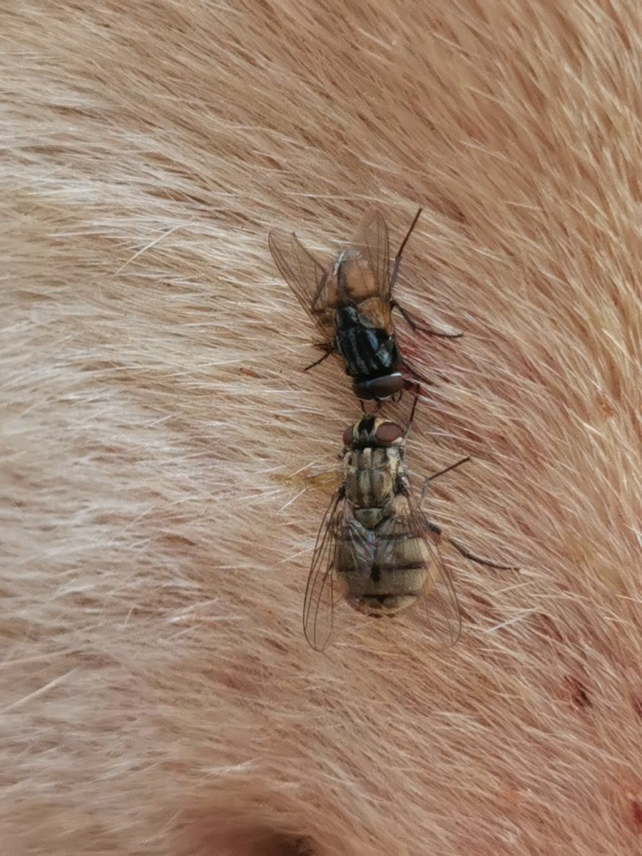 mikel_heredia's tweet photo. Astonishing image of Stomoxys calcitrans and Musca autumnalis (male)  feeding and sucking blood, respectively, from a sheep. M. autumnalis take advance of the telmophagous system of S. calcitrans to collect pools of blood.  Balearic Islands (Spain). @CarlosZooUIB @ZoologiaUIB https://t.co/vPz8JdevwH