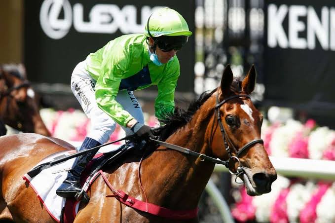 riverbankfarm1's tweet photo. Happy ⁦@GeelongRaceClub⁩ Cup Day 🌹🌹🌹🌹🌹🌹#TraleeRose ❤️ https://t.co/TTPs5SvpxU