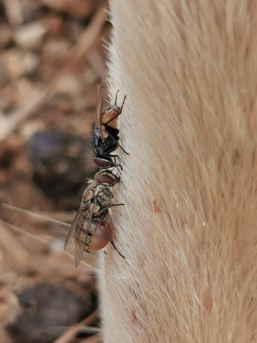 mikel_heredia's tweet photo. Astonishing image of Stomoxys calcitrans and Musca autumnalis (male)  feeding and sucking blood, respectively, from a sheep. M. autumnalis take advance of the telmophagous system of S. calcitrans to collect pools of blood.  Balearic Islands (Spain). @CarlosZooUIB @ZoologiaUIB https://t.co/vPz8JdevwH