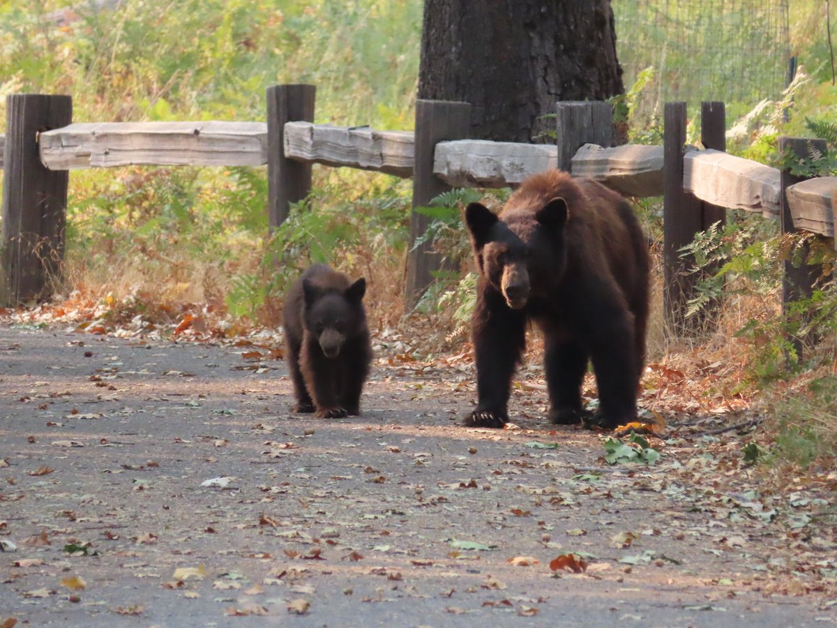 YoseConservancy's tweet photo. Tune in here for tomorrow's #ParkChat at 6 PM PT! We’ll be sharing a few species of wildlife in @YosemiteNPS &amp; what they’re up to this time of year. We’ll also highlight ongoing efforts to study &amp; protect the park’s wildlife - all made possible by our supporters. @59NationalParks https://t.co/WARyVMtH8s