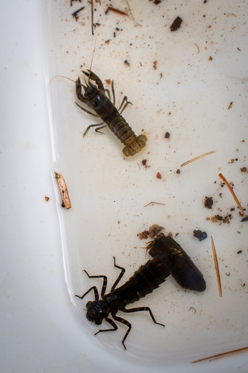 ottriverkeeper's tweet photo. Led by @WWFCanada and @LivingLakesCA, the workshop was held in the Mattawa area and involved a 2.5 day in-field training for 11 participants to ensure proper collection of benthic invertebrate samples from wadeable streams. https://t.co/FGTkONRmZv
