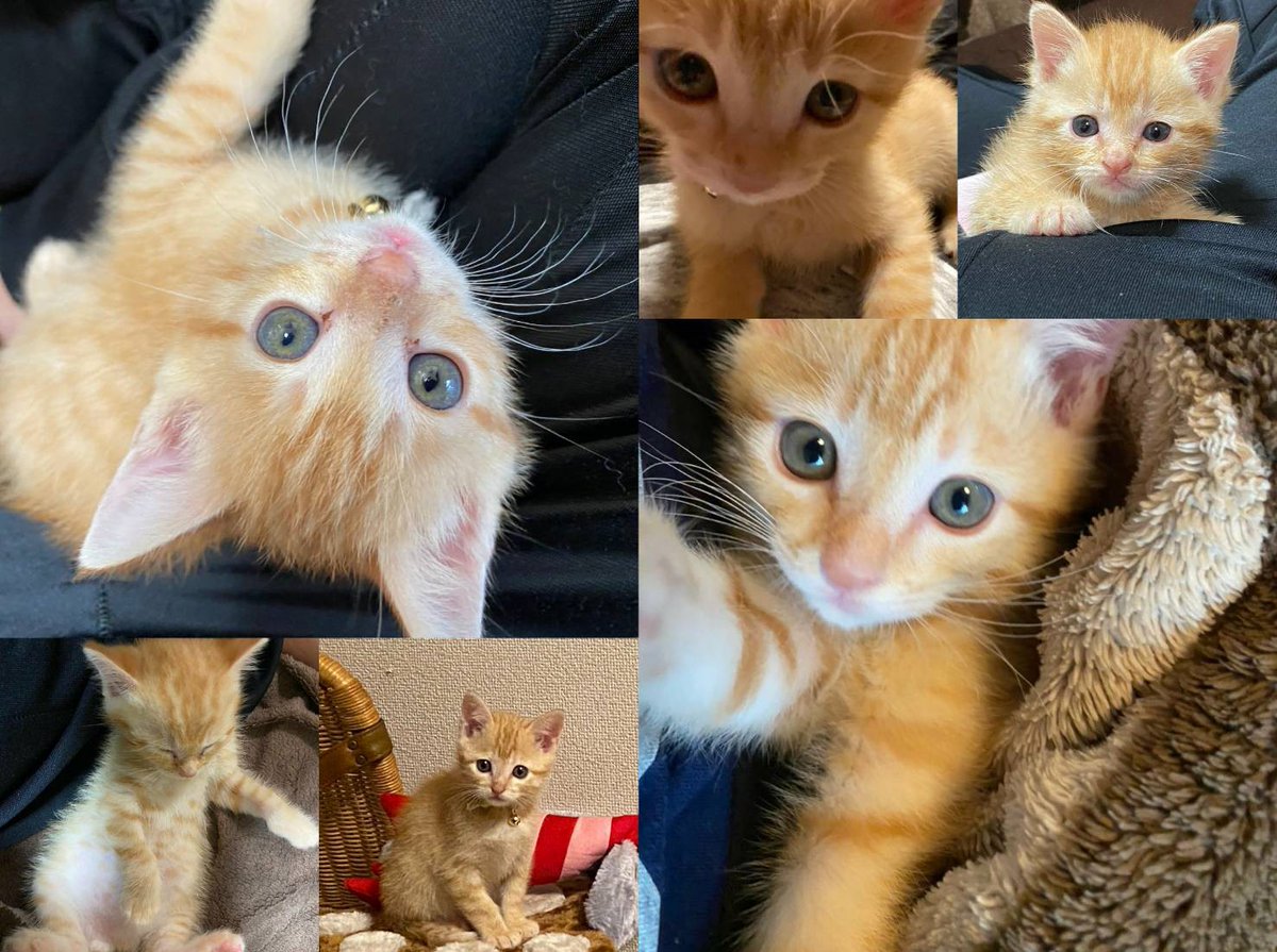 KLAWOCBwPycuW7j's tweet photo. ライム🐱今日で1歳の誕生日を無事に迎えれました🐱
1年前！仕事が終わって工場が静かになったら鳴き声が聞こえて！排水溝の鉄板を皆で端から外して！たまたま俺があけた所にいた🐥💓
肩に乗っかって離れなくてウチ来るって言っちた🤣けど来てくれて本当ありがとう😀
これからもライムよろしくです🐱 https://t.co/g7IO1Afern