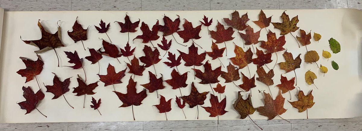 Today was a gorgeous day ☀️ for #TakeMeOutsideWeek.We👂🏼for sounds to create sound portraits, talked about what symbols we can use to represent the sounds, and then collected some 🍂🍁 to create this collaborative piece. Ss worked together to figure out where to place their 🍁.