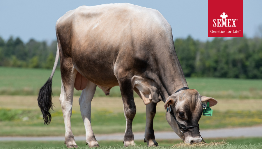 Semex's tweet photo. Jersey Fans!!! 0200JE01319 Lencrest Keynote (JX Jaywalk {6} x Boubon x Cocopuff the #1 LPI Cow). He is +2134 GLPI, +3762 PRO$, +9 CONF +9 MS +186 CFP from one of the most dominant families in the world! ๐ธ: Holly McFarlane #semexgf #buildyourbestbusiness #jerseysrock https://t.co/o0Kgo2XxWz