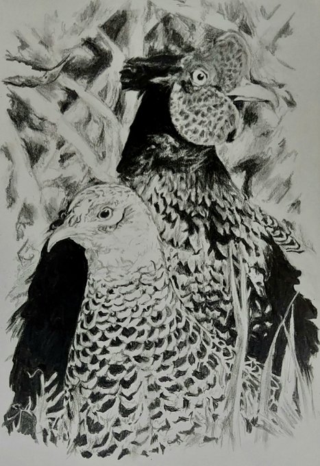 キジ鉛筆画完成です✏✨
ハガキサイズケント紙
ハイユニ 2H,2B,4B,10B
#鉛筆画 #pencildrawing #pencilart #pencilsketch #鳥 #キジ #雉 