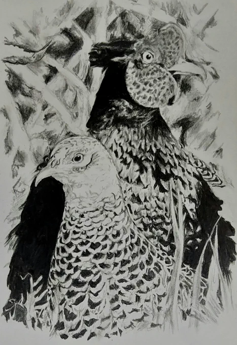キジ鉛筆画完成です✏✨
ハガキサイズケント紙
ハイユニ 2H,2B,4B,10B
#鉛筆画 #pencildrawing #pencilart #pencilsketch #鳥 #キジ #雉 