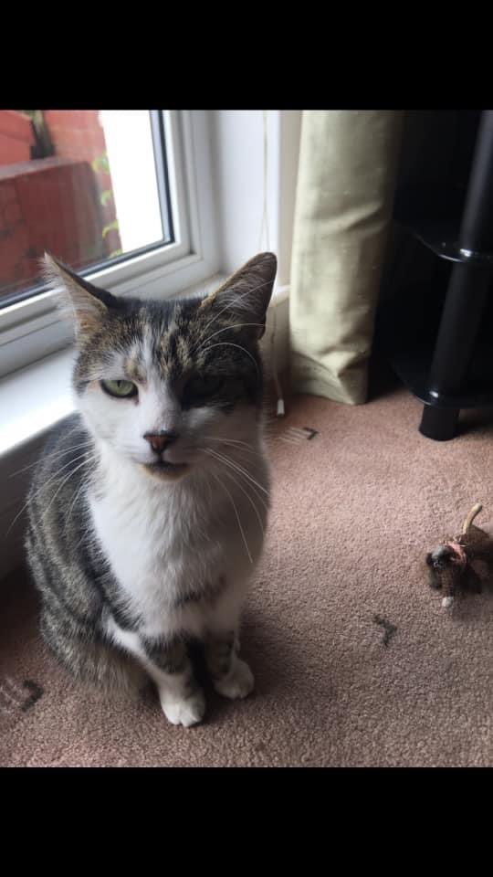 if anyone sees my wee cat please message me !! missing since last night in Kincaidston 🐱 pls RT