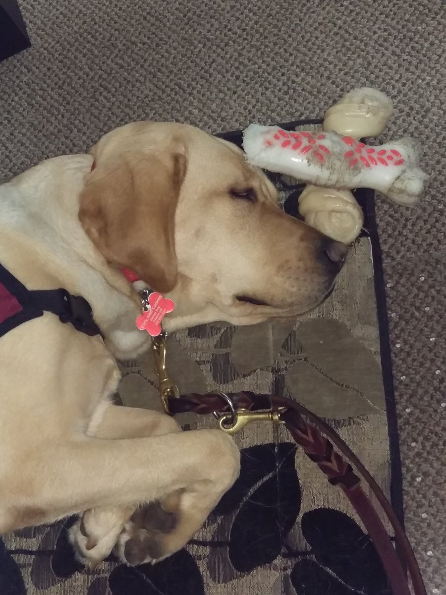 EarlyAlert's tweet photo. An EAC foster dog doing what they do best. 😹
Think you might like to foster for us? It’s an amazing experience! Find out more at https://t.co/IyQ1bB66TD!
#EarlyAlertCanines #DiabeticAlertDogs #Diabetes #ServiceDogs https://t.co/ANFVsfiGJa