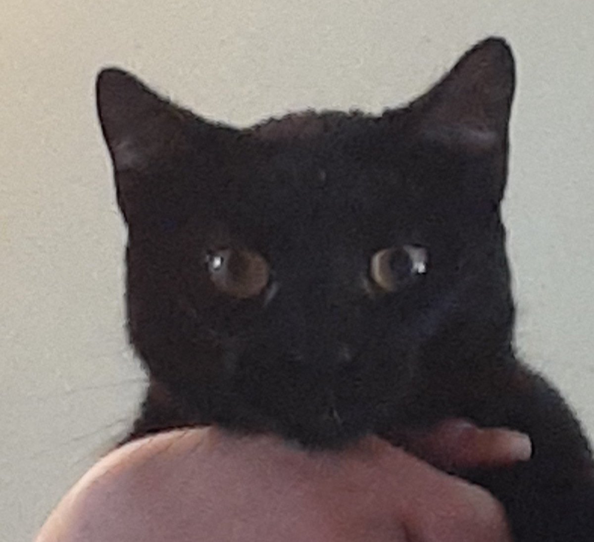PurcellAnimals's tweet photo. @ColeTheBlackCat Lulu agrees, "I'm not bad luck." *Knocks over a plant* "I meant to do that!"

Me: "you're not bad luck! Just hyper as hell."

Lulu: "I am a cat!"

Me: "I guess that is the definition of all cats." https://t.co/FVI5XgSH0T