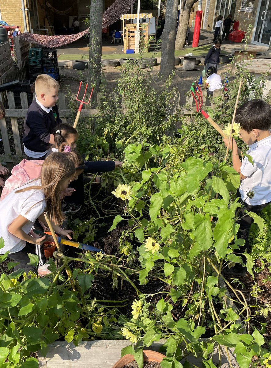 Smallwoodschool's tweet photo. Fresh produce picked from the garden for Chef Emandey to use in the kitchen thanks to the hard working @smallwood_community_garden volunteers over the summer holidays.
@ChefsinSchools #foodrevolution #foodvision #growyourown #schoolgarden #education https://t.co/mb4Q8fDtKp
