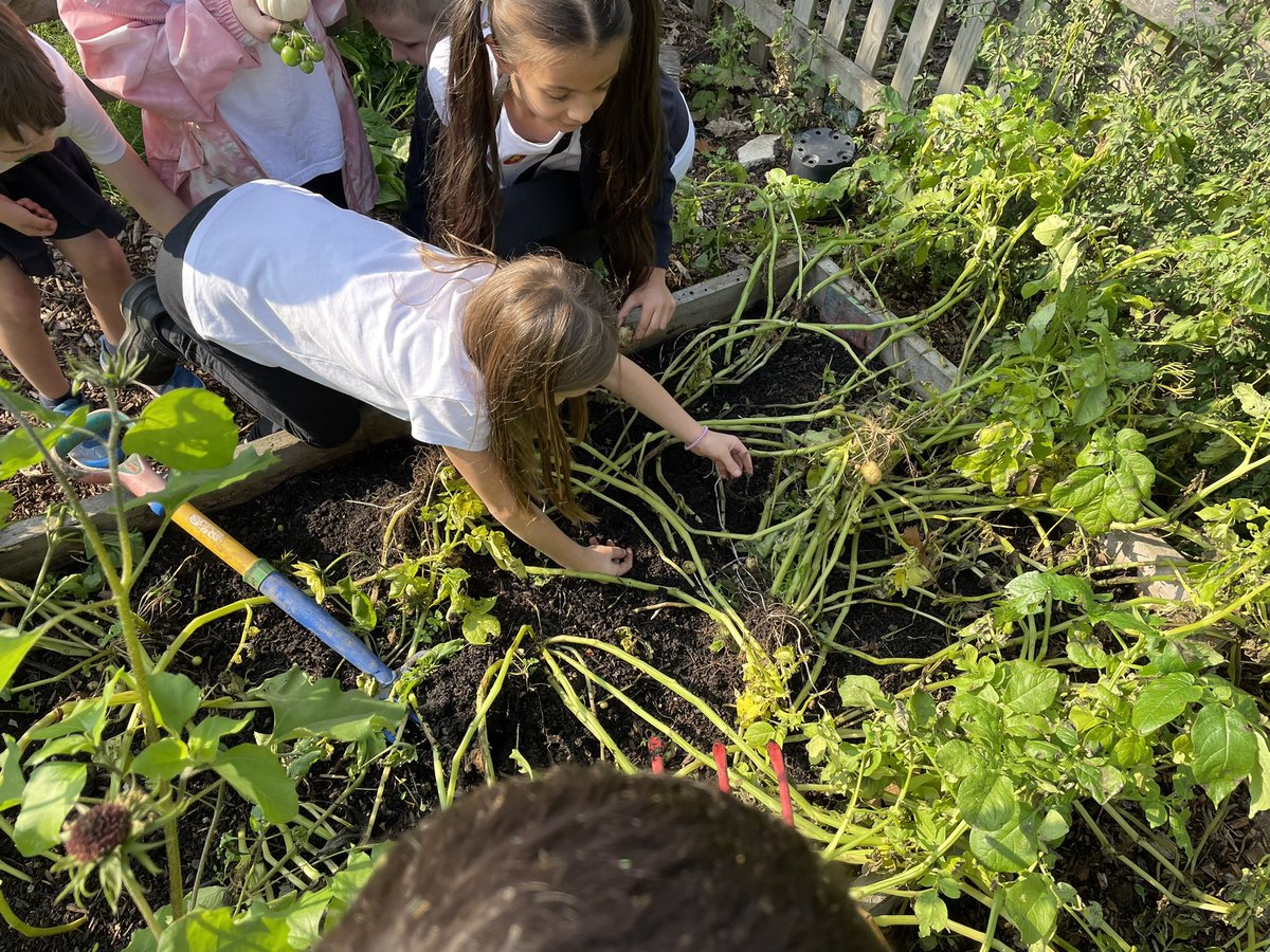 Smallwoodschool's tweet photo. Fresh produce picked from the garden for Chef Emandey to use in the kitchen thanks to the hard working @smallwood_community_garden volunteers over the summer holidays.
@ChefsinSchools #foodrevolution #foodvision #growyourown #schoolgarden #education https://t.co/mb4Q8fDtKp