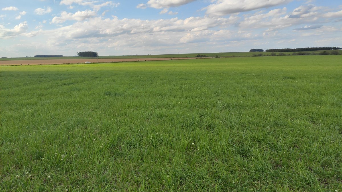 PolachoApolant's tweet photo. 👇Hoy, 13 días de enfardada Festuca #Malma. 🙌👏. En el fondo campo barbechado pronto para sembrar sorgo forrajero fotosensitivo y BMR #Gentos135BMR el día jueves 21/10/21.
@GentosUy https://t.co/vdVpI19lVb