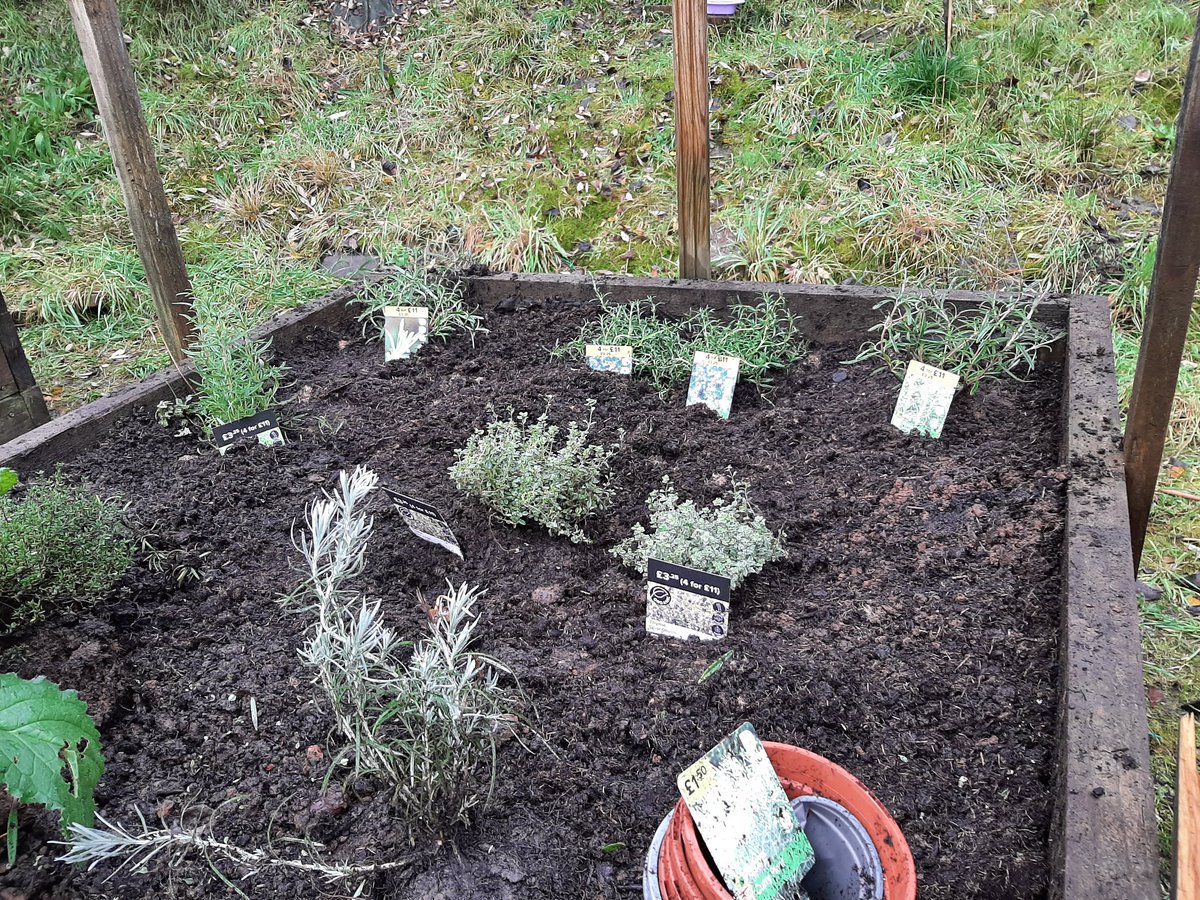 Suzieq1402's tweet photo. @oakwoodG34 at @FARE_Scotland LochendCA. They love to dig getting ground ready for #springingintoaction courtesy of @volunteer_scot .They also received member award frm @RHSSchools , planted herbs & bulbs ,harvest 3 kales & Violetto cauliflower . @Jimmy_FARE #deargreenplace https://t.co/4r3nxxgFP3