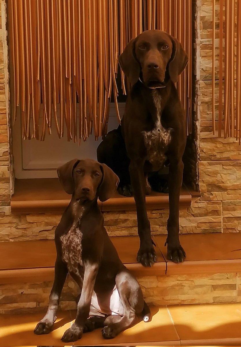 Bueno pues parece que ya va cogiendo formas mi nueva compañera he hija de mi Danko os presento ha Alma con 3meses y medio