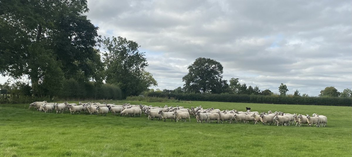 dom_heeks's tweet photo. PLEASE RE-TWEET
Wanted:
Looking for a 12/14 feet sheep trailer. 
Not fussed with age, make or model. Just practical and up together. 
PM me with offer.
Many thanks. 
Pic for attention. https://t.co/a0Y3PHKZL4