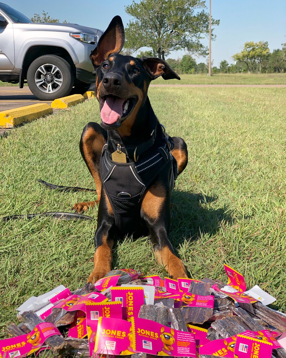 Alpha SAR (@alpha_sar) on Twitter photo Freya can’t keep her paws off this pile of <a href="/joneschews/">Jones Natural Chews</a>. I know what her mom will be bidding on at the auction! Thank you Jones Natural Chews for the kind donation!
#joneschews #allnatural #alphasar #SAR #alphacon21 Freya can’t keep her paws off this pile of <a href="/joneschews/">Jones Natural Chews</a>. I know what her mom will be bidding on at the auction! Thank you Jones Natural Chews for the kind donation!
#joneschews #allnatural #alphasar #SAR #alphacon21