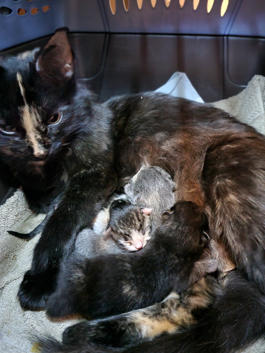 khiti_kat's tweet photo. After some touch and go moments we have 3 healthy little kittens. https://t.co/1tkSqRhDD5