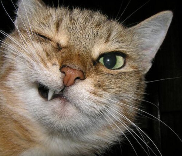 witchycatto's tweet photo. I need more followers #freefollowers #freefollows #followme #cat #followback #follow4follow joking I only follow cool ppl back #cats https://t.co/6ulE9mGeFH