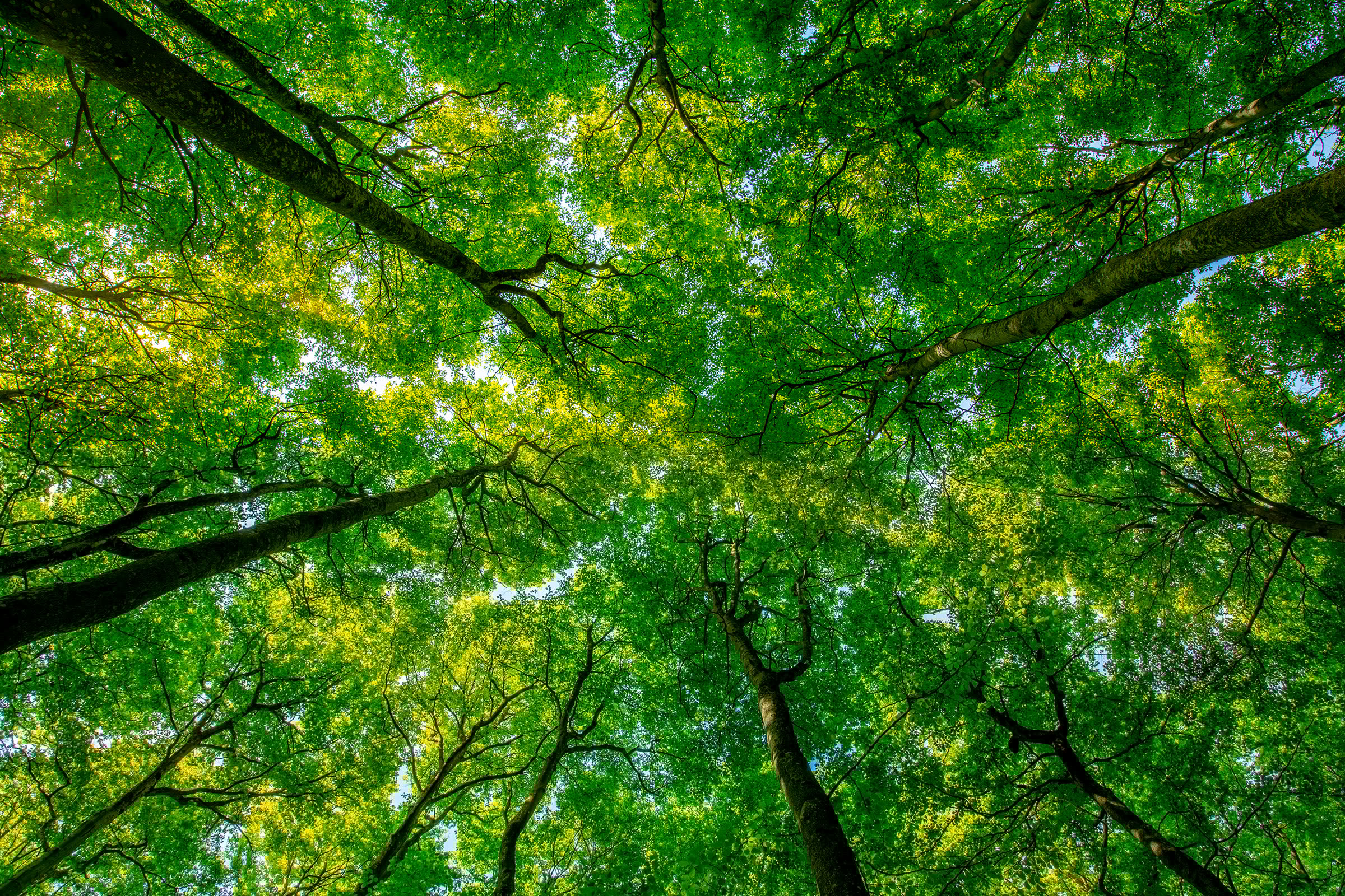 Forest pics
