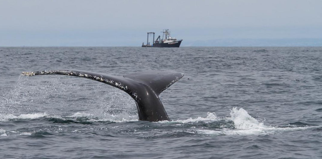 Oregon Sea Grant tweet media