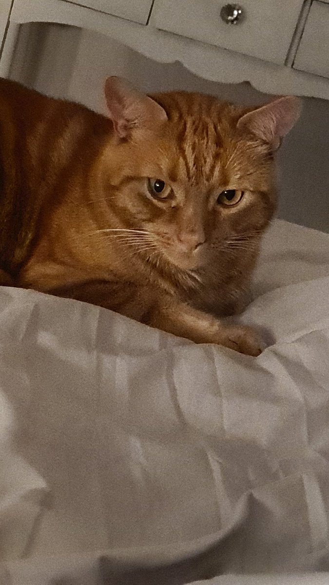 louise_lcx's tweet photo. He is pissed off because I've hidden the rest of the catnip after he tore into it today 🙄 If looks could kill! Definitely getting a claw to the face tonight.
#thisplaceisaprison
#hateithere https://t.co/efowgc7T4a