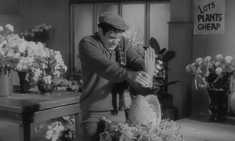 SemetraRhodes's tweet photo. Killer Plants #NowWatching THE LITTLE SHOP OF HORRORS (1960) #AudreyJr #KillerPlants #31DaysOfHorror 🎃🌱🎃 https://t.co/cAqrdXPAvM