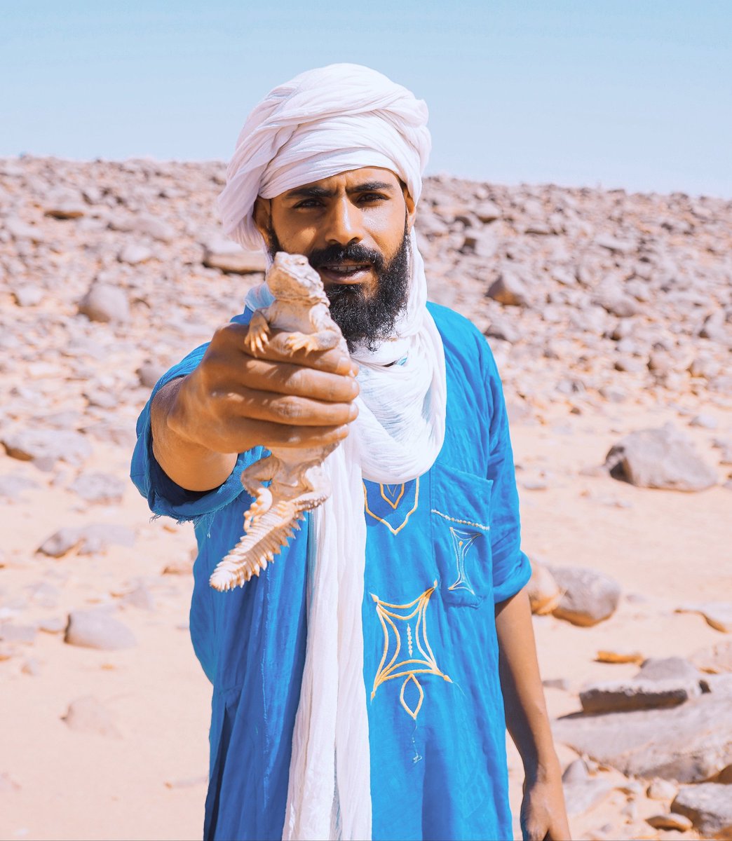 osamathini's tweet photo. #أقزارم #الضب بالتارقي 🦎
  
تمت عملية صيده بنجاح في #صحراء_ليبيا 🇱🇾 
 من أشهر الحيونات الزاحفة فالصحراء،
   
#Dwarves #Taraki
#successfully #hunted #desert #Libya 🇱🇾 #considered #famous #reptiles #Tuareg #animal #masak #malith #lined #Elephant #field .#environment #animals #satf https://t.co/185nucfcXM