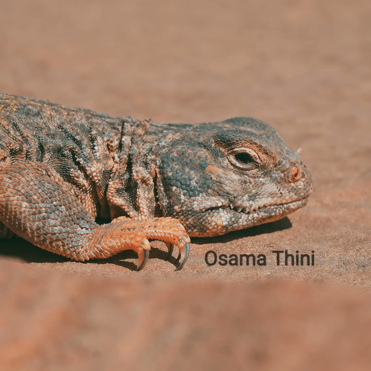 osamathini's tweet photo. #أقزارم #الضب بالتارقي 🦎
  
تمت عملية صيده بنجاح في #صحراء_ليبيا 🇱🇾 
 من أشهر الحيونات الزاحفة فالصحراء،
   
#Dwarves #Taraki
#successfully #hunted #desert #Libya 🇱🇾 #considered #famous #reptiles #Tuareg #animal #masak #malith #lined #Elephant #field .#environment #animals #satf https://t.co/185nucfcXM