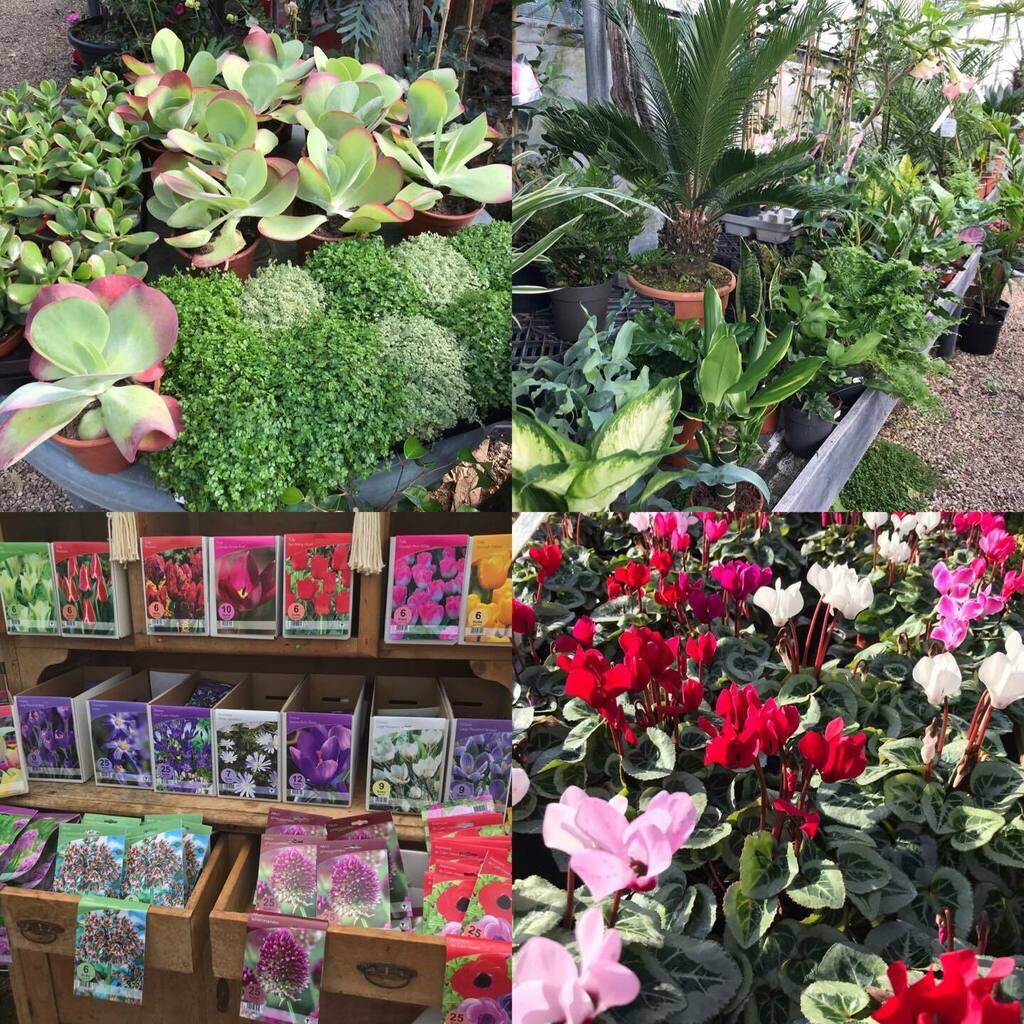 Exoticgardenco's tweet photo. We have always something of interest for plant & pot lovers. Open 7 days a week, for further information go to Facebook. #Aldeburgh. #SnapeSuffolk, #Woodbridge, #Orford, #Saxmundham. #Leiston, #Dunwich. #Suffolk. https://t.co/8uFRxxAJwo https://t.co/i299fQ3sAA