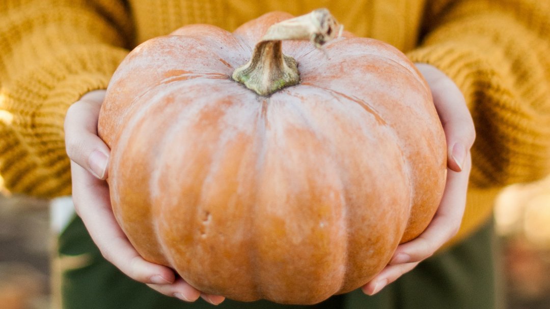 FlySMF's tweet photo. Orange you pumped for fall?! #DavesPumpkinPatch’s famous “Cornival” + 10-acre corn maze are fun for the whole family only 25 minutes away from SMF or stop by Goblin Gardens Pumpkin Patch @ #BastiaoFarms (only 10 minutes away from SMF) for hayrides + a peek in the haunted barn! https://t.co/PoZvumXNOd