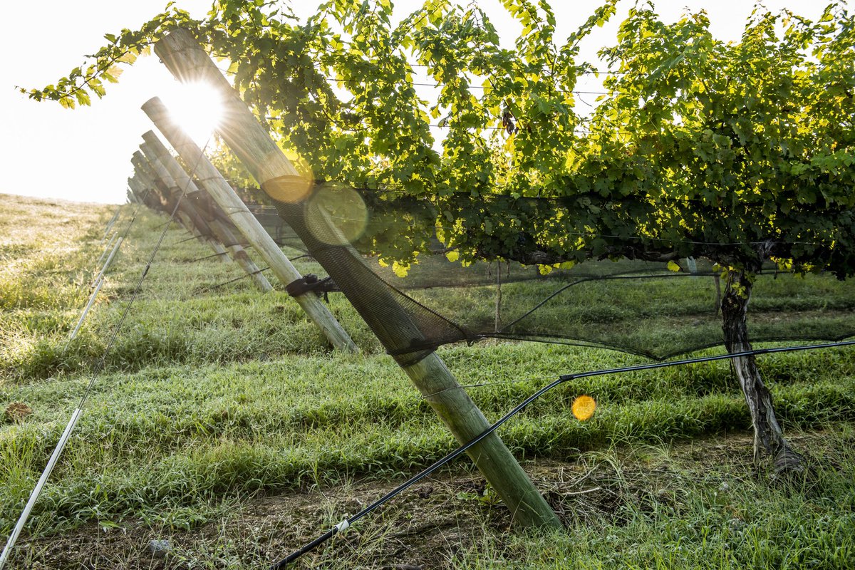 Who enjoys vineyard views as much as we do? #childresswines #ncwine
