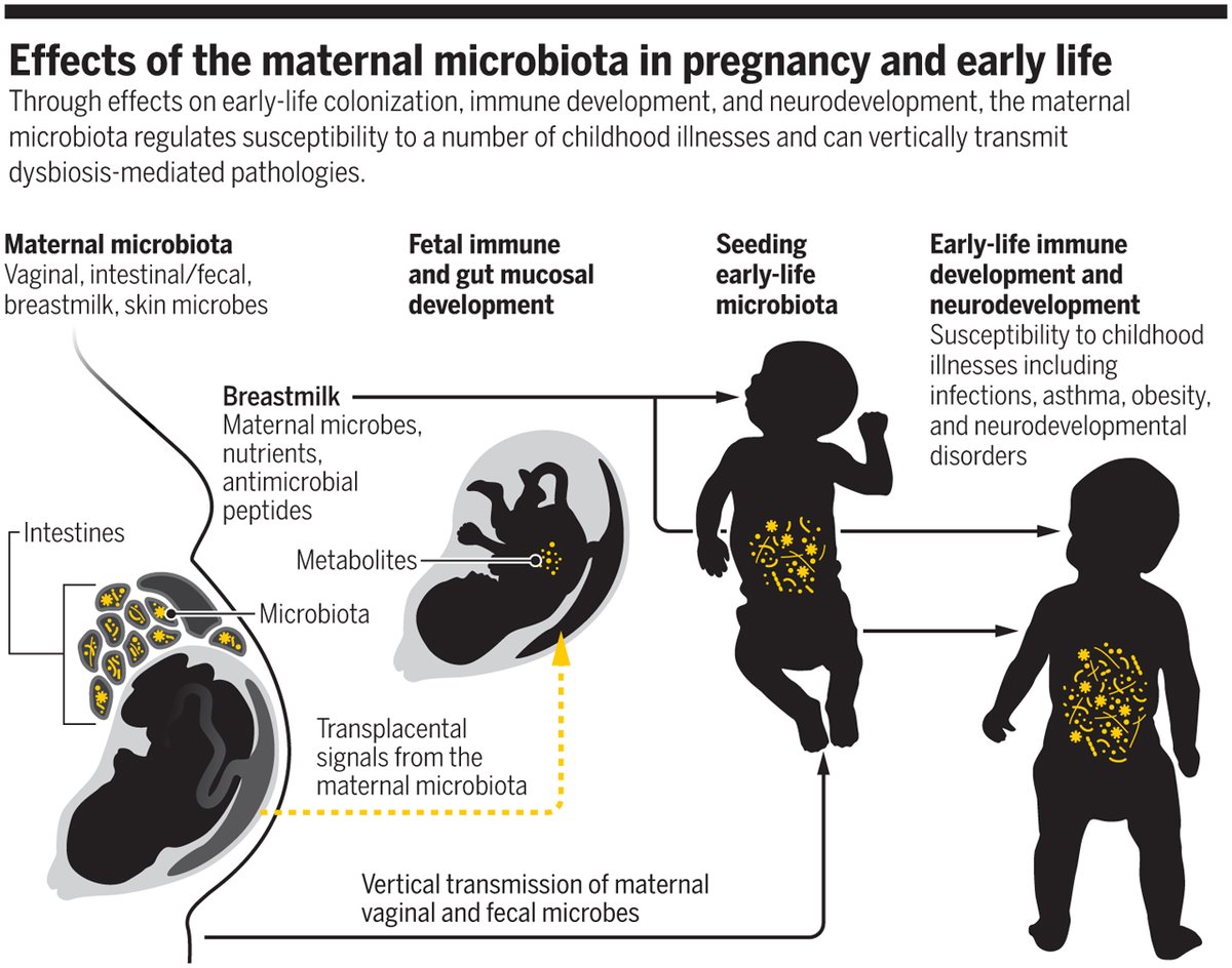 The quest to understand the maternal microbiota has uncovered exciting new discoveries about immune development in early life, while also transforming our understanding of how certain traits and diseases are passed through generations. fcld.ly/ook0glu #ScienceMagArchives