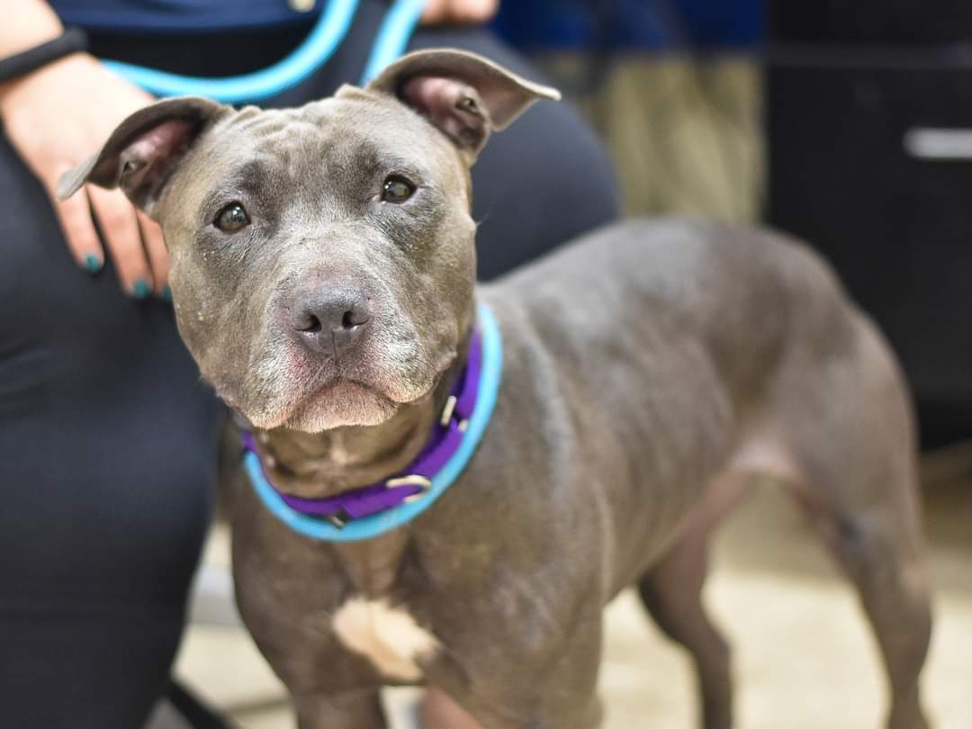 KeithOlbermann's tweet photo. GUCCI #127578 WAS RECLAIMED FROM THIS LIST BY HER HUMAN. And then dumped right back onto it to die tomorrow. She was friendly, playful and outgoing; now shut down and terrified on death row. Save her with pledges via @tomjumbogrumbo PLEASE RT GUCCI! https://t.co/fBDCagMg3Y https://t.co/GMf7PwJw3b
