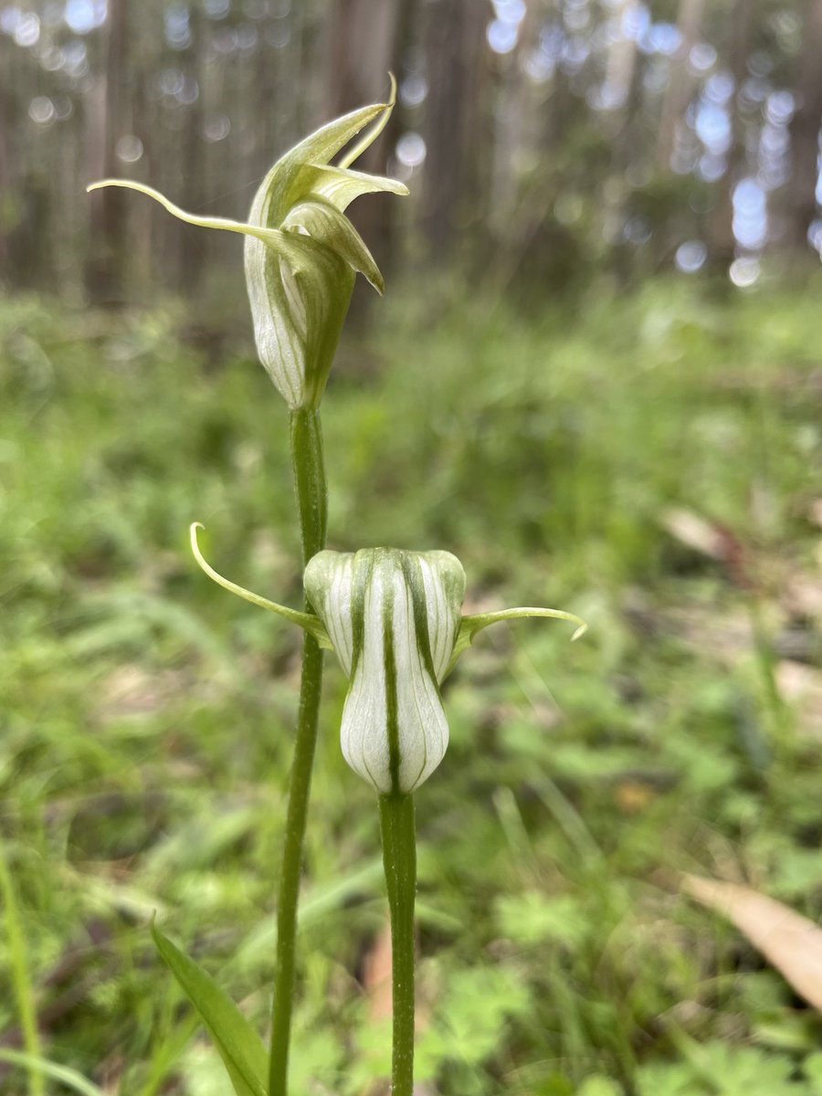 Stunners in one of ⁦<a href="/MaryAnneThomas/">Mary-Anne Thomas MP</a>⁩ and ⁦<a href="/LilyDAmbrosioMP/">Lily D'Ambrosio MP</a>⁩ ‘a logging coupes