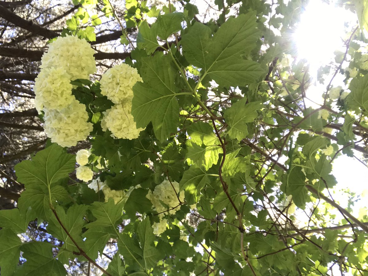 TheFoodGranny's tweet image. Lunch … the joy of a simple burger with caramelised onions &amp;amp; mushrooms 🍄 out in the sunshine under my fav tree. #springinmelbourne