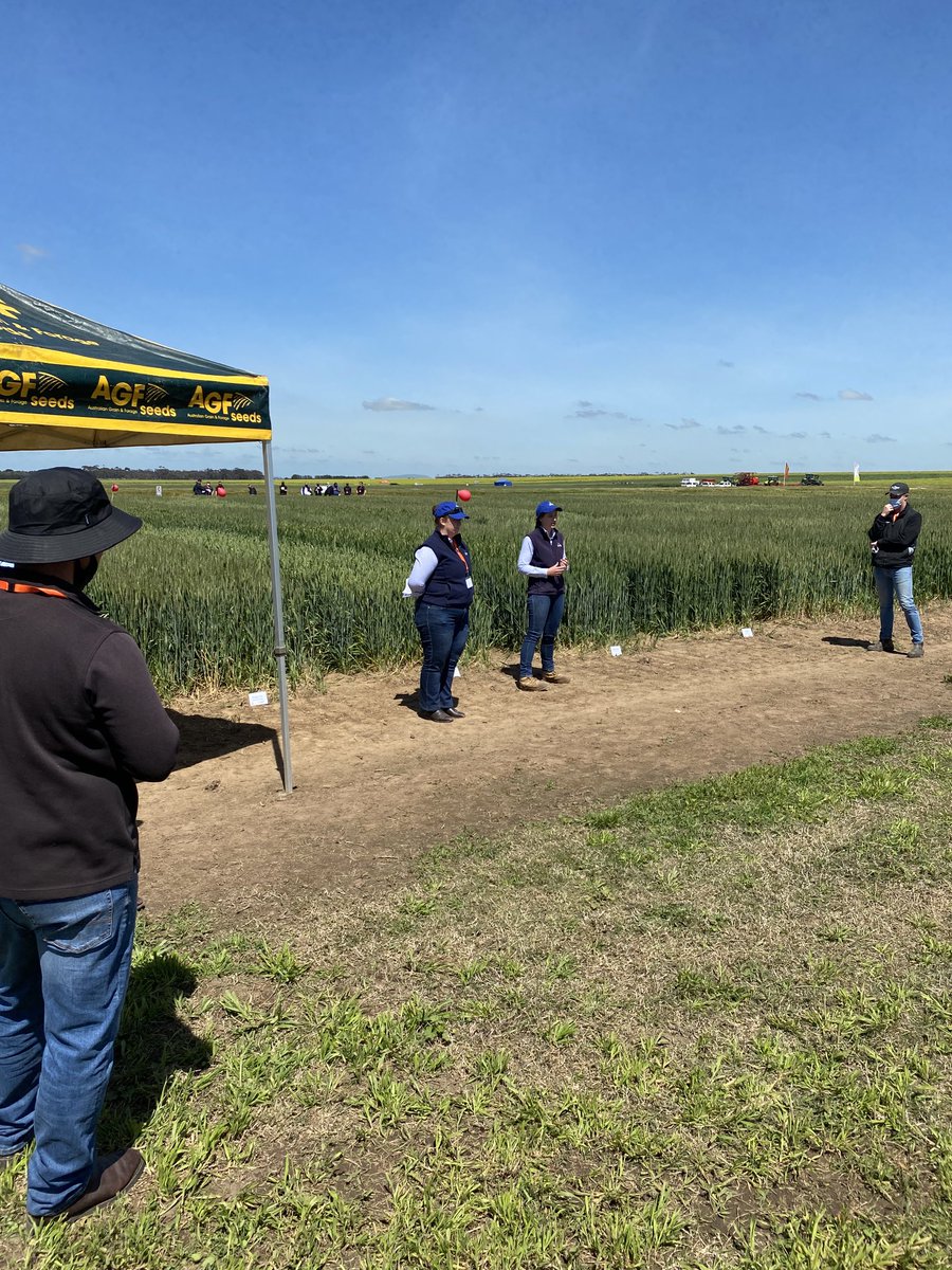 Great to have face to face presentation at the Inverleigh Trial Site. Well done to the SFS Team and all our partners on an immaculate site that will produce some 8-10 tn/ hec yields off some new varieties in an amazing year in South West Victoria